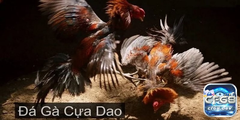 Tìm hiểu thông tin về đá gà cựa dao