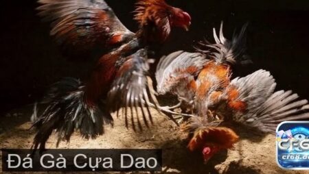 Đá gà cựa dao là gì? Tất tần tần về loại hình đá gà cựa dao