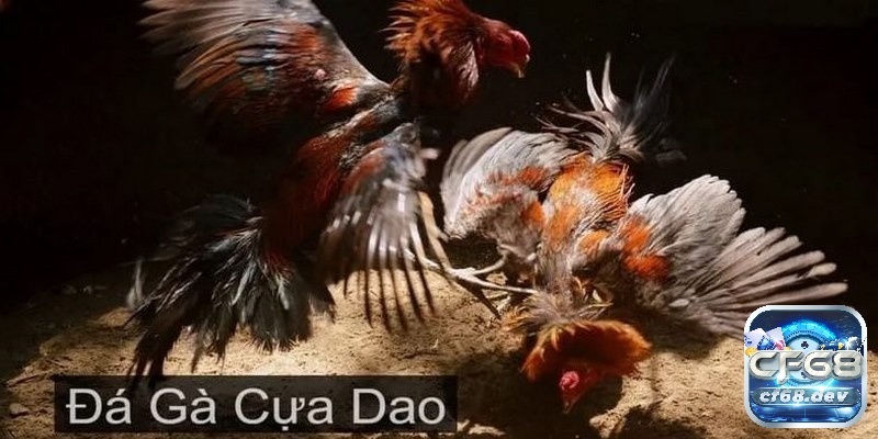 Đá gà cựa dao là gì? Tất tần tần về loại hình đá gà cựa dao